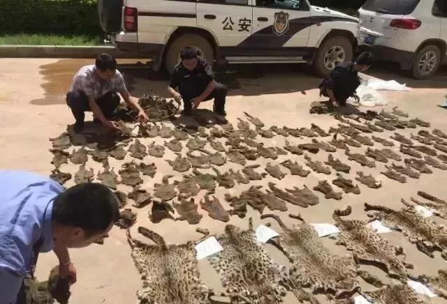 沙漠猫濒临灭绝！| 为了守护世界物种多样性！本科、硕士阶段我们该如何选专业？